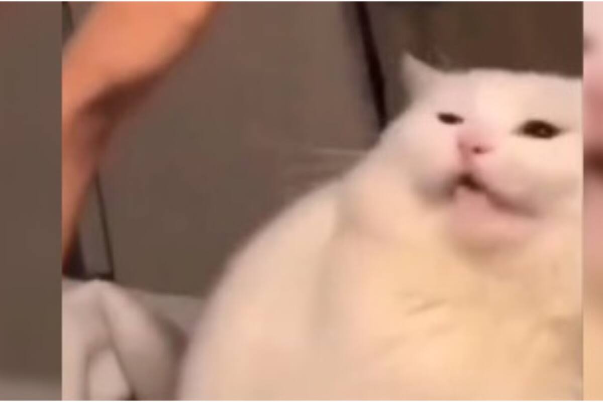 Un michi se vuelve viral en redes sociales por rechazar el afecto de su humano