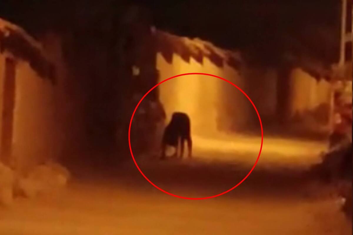 VIDEO: Captan a una criatura extraña de madrugada