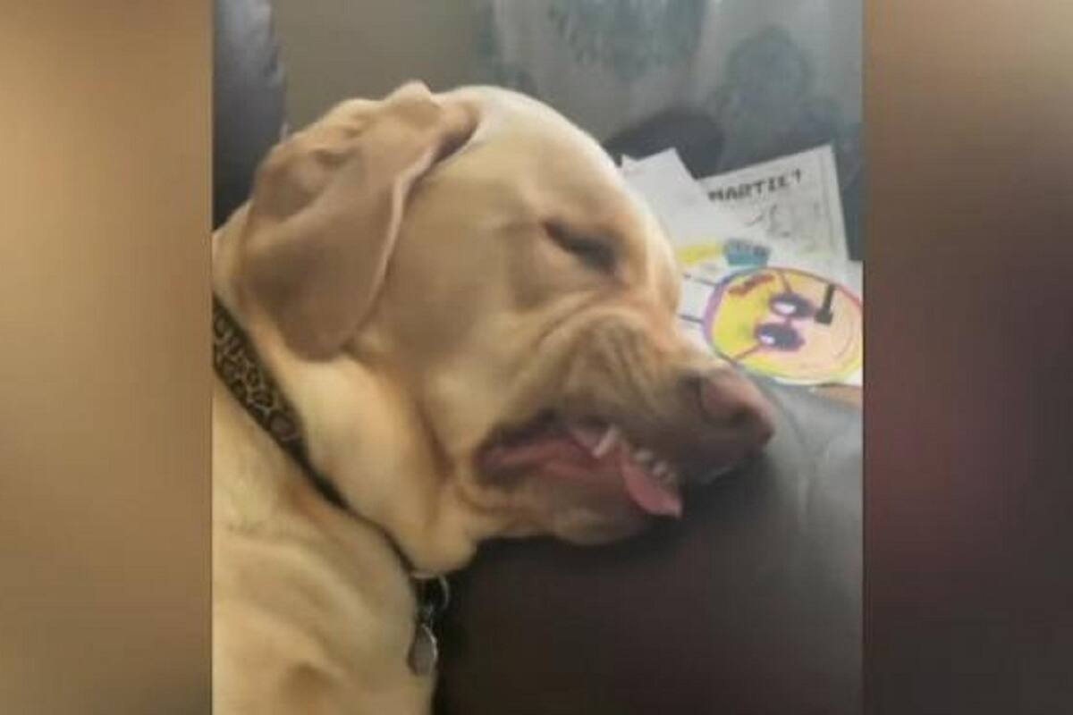 Perrito hace divertidas caras mientras duerme y cusa sensación en redes sociales