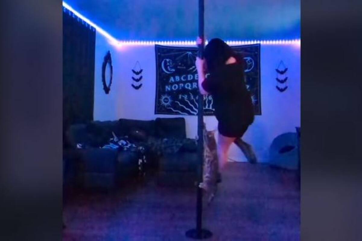 Gatito taibolero: Michi se vuelve viral por practicar pole dance