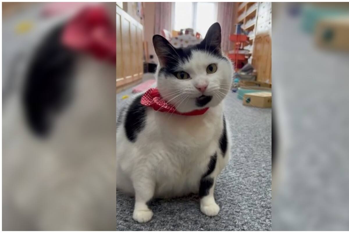 Un rellenito michi se convierte en sensación al caminar al ritmo una icónica melodía