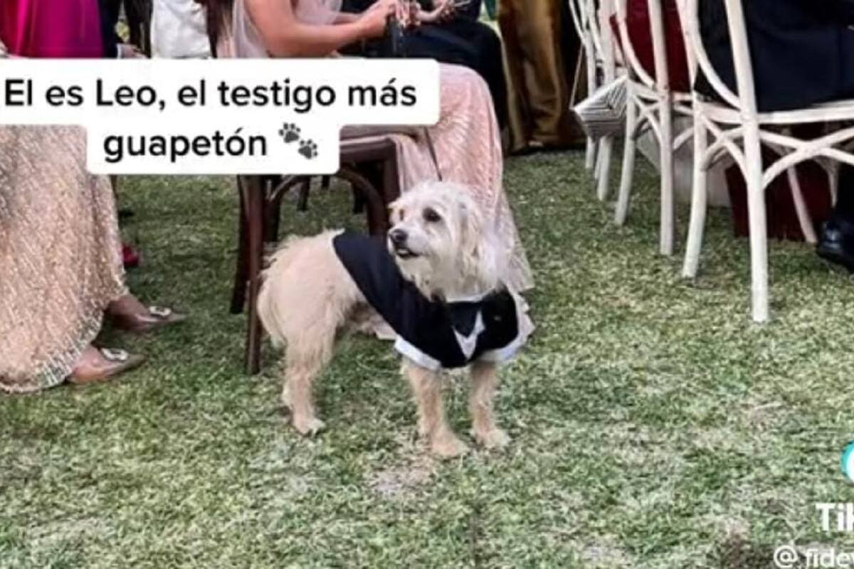 TikTok: Perrito se vuelve viral al ser el testigo en una boda