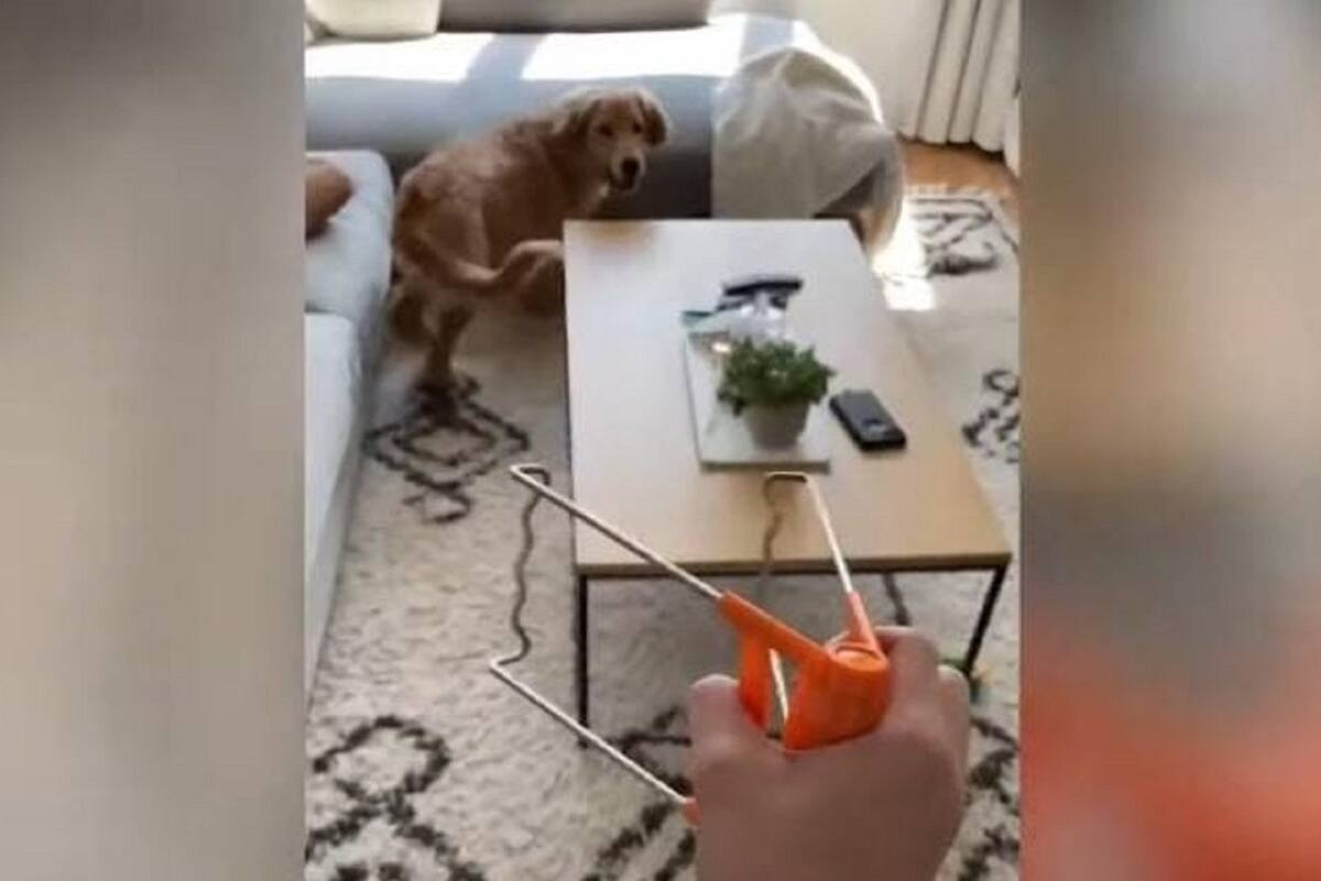 Este hombre nos muestra todos los objetos a los que le tiene miedo su perro