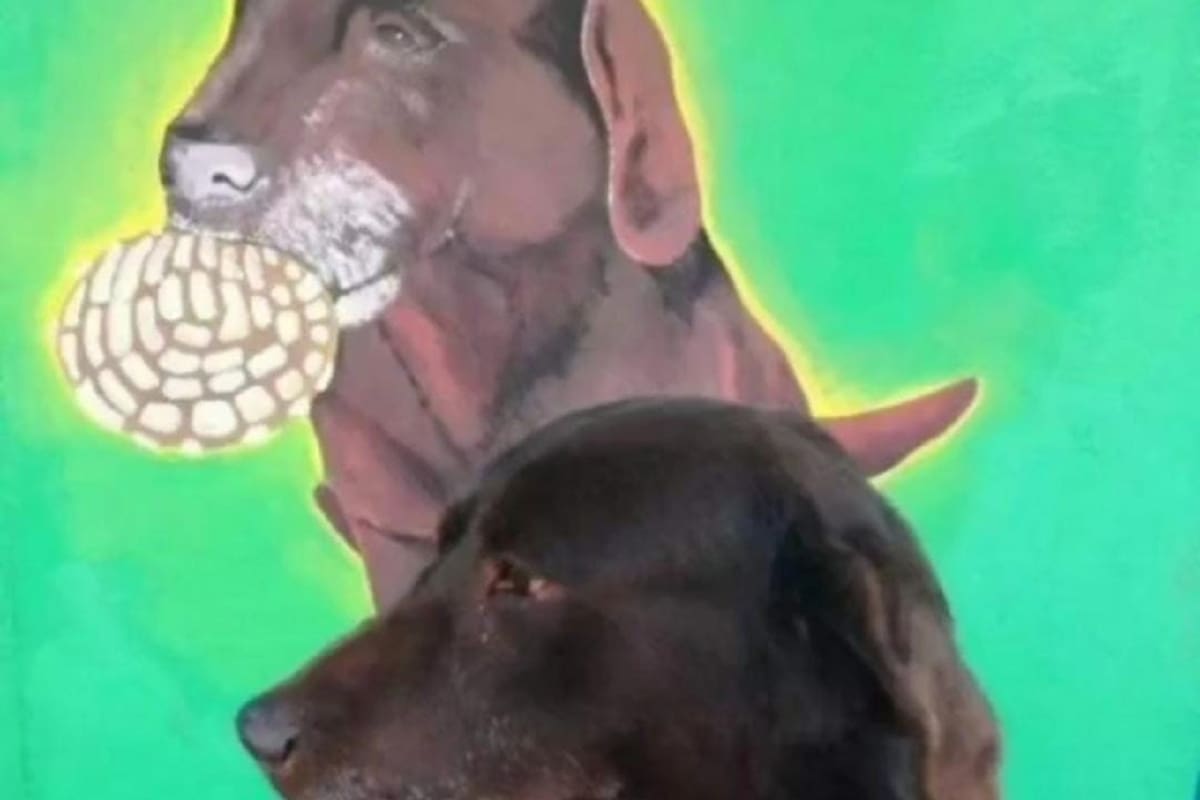 VIDEO VIRAL: Perrito se vuelve famoso por robar pan a las personas