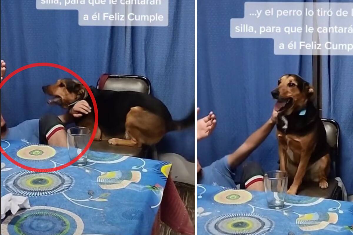 VIDEO VIRAL: Perrito tumba de la silla a su dueño para que le canten a él feliz cumpleaños