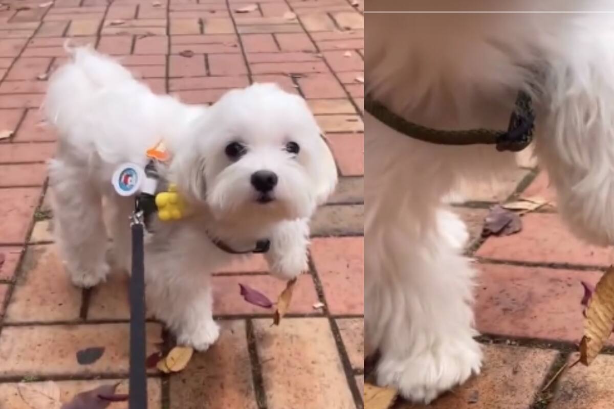 Perrito interrumpe su paseo por una curiosa y tierna razón