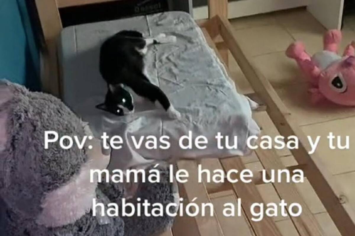 TikTok: Joven descubre que su mamá le dio su habitación al gato