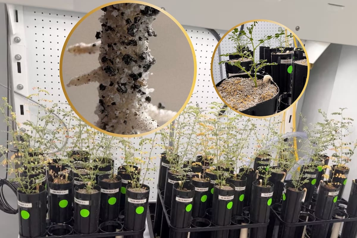 Investigadores lograron cultivar garbanzos en suelo lunar simulado con hasta un 75 % de regolito en Texas A&M, avanzando en misiones lunares de EE.UU. y China