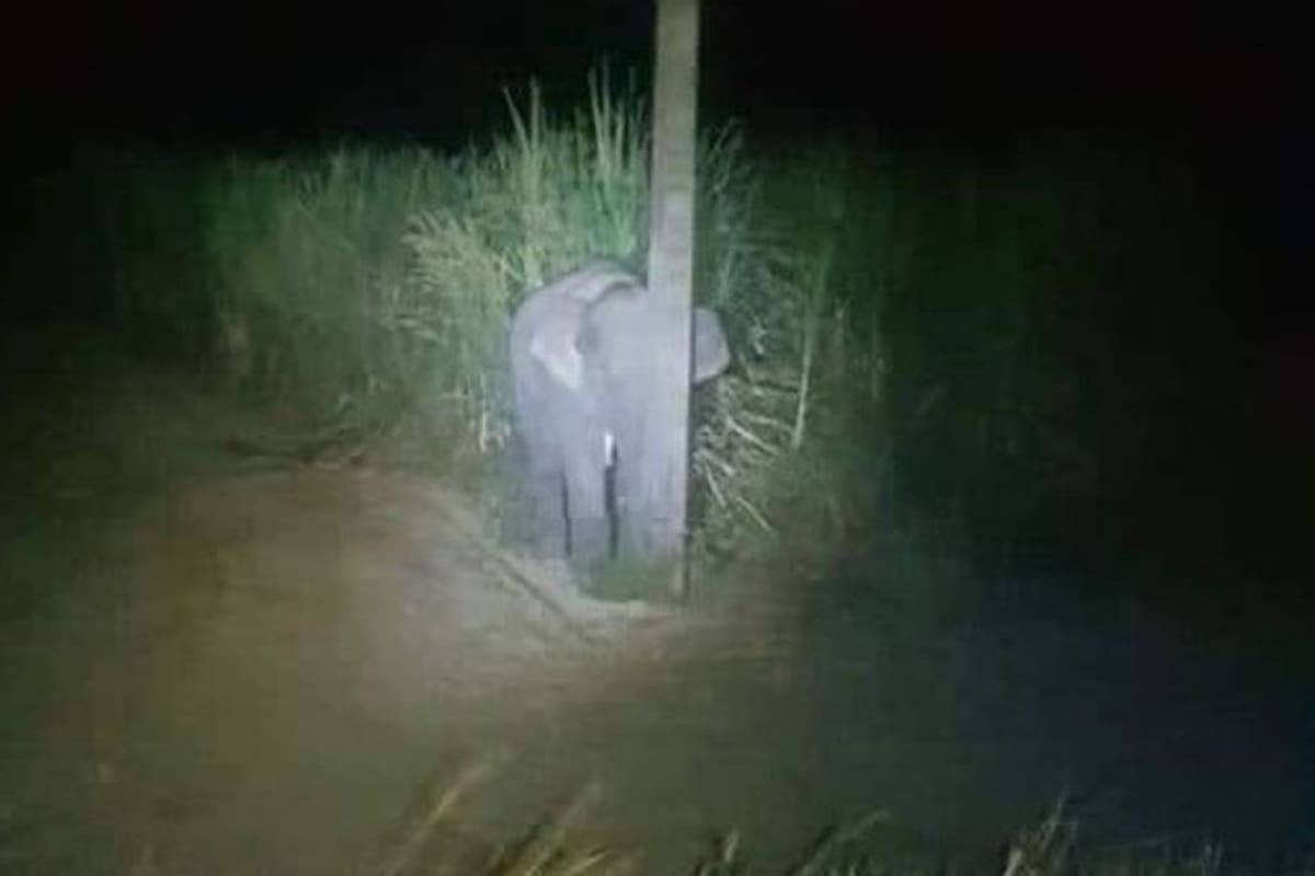 Sorprenden a elefantito "robando" caña de azúcar y su historia se hace viral