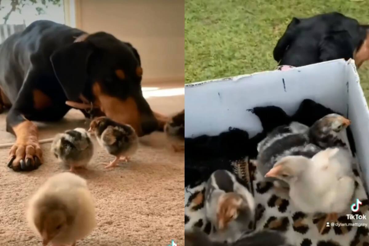 Perrita ayuda a criar a pollitos