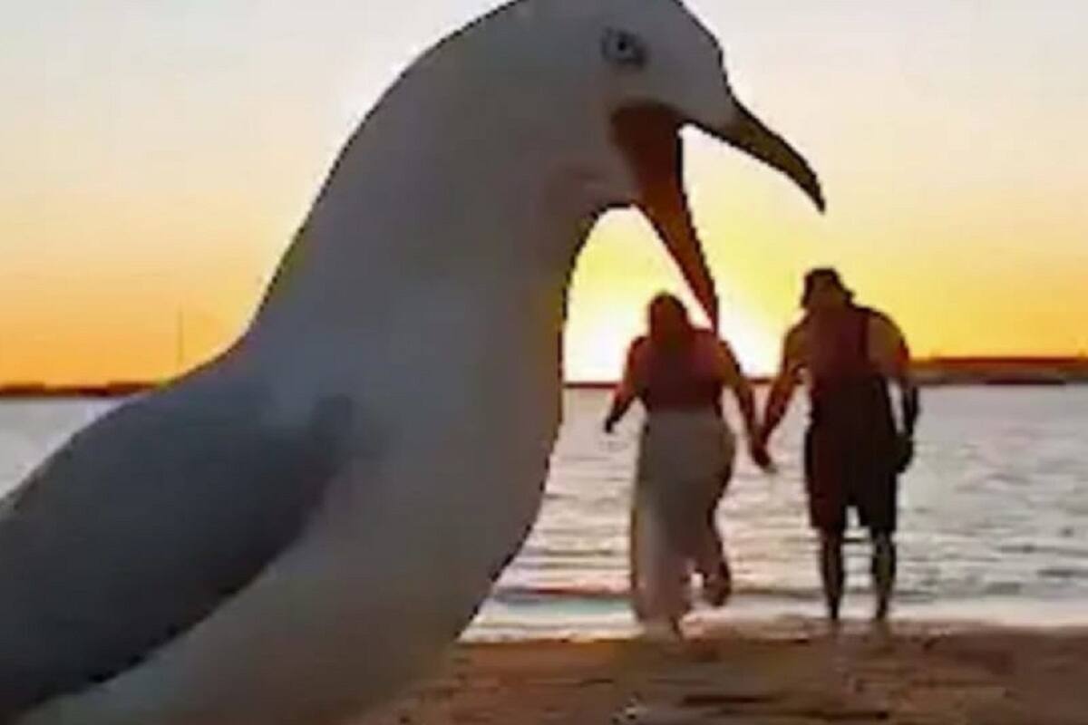 Pareja intenta grabar romántico video en el mar y gaviotas se lo arruinan