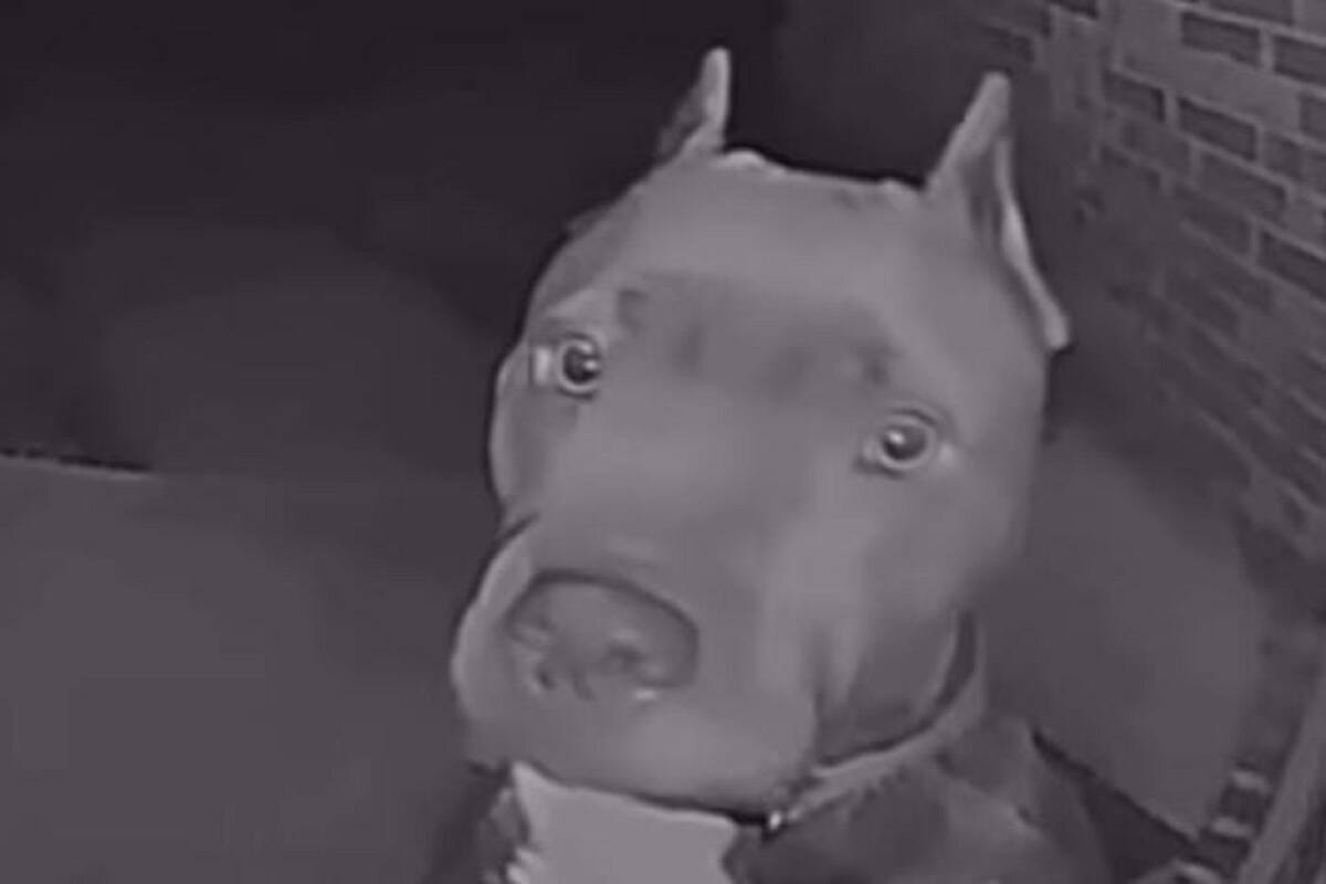 Perrito se vuelve viral en TikTok al volver a su casa en la madrugada y tocar el timbre para que la abran