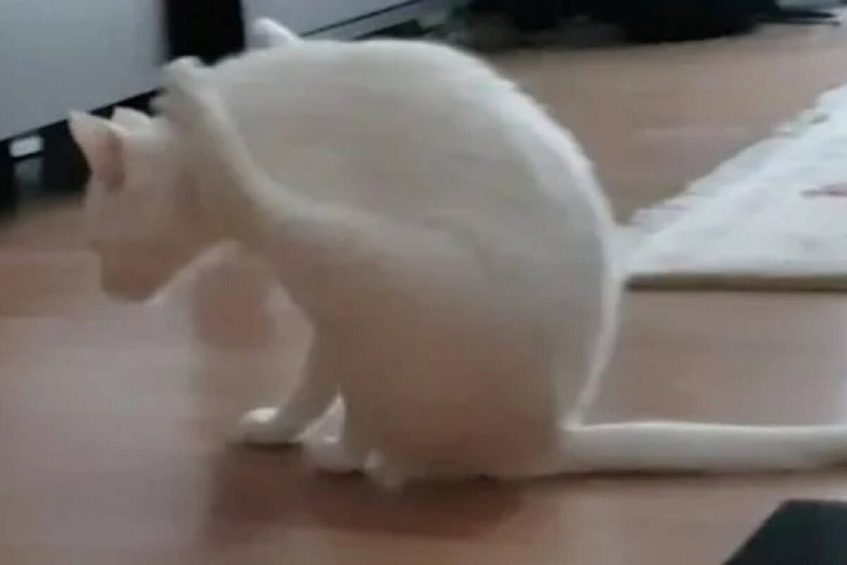 Este hombre sorprendió a su gato rascándose de una forma muy particular contra el piso