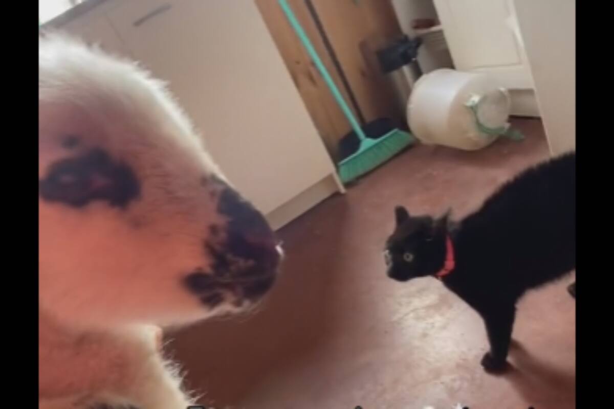 TikTok: Gatitos reaccionan al nuevo inquilino de su hogar