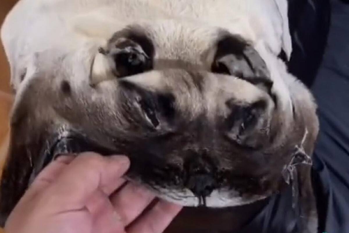 Hombre perturba a internautas al hacer un tapete con la piel de su perrito muerto