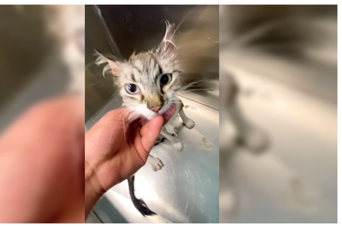 Gatita lucha con todas sus fuerzas para no recibir un baño pero pierde la batalla