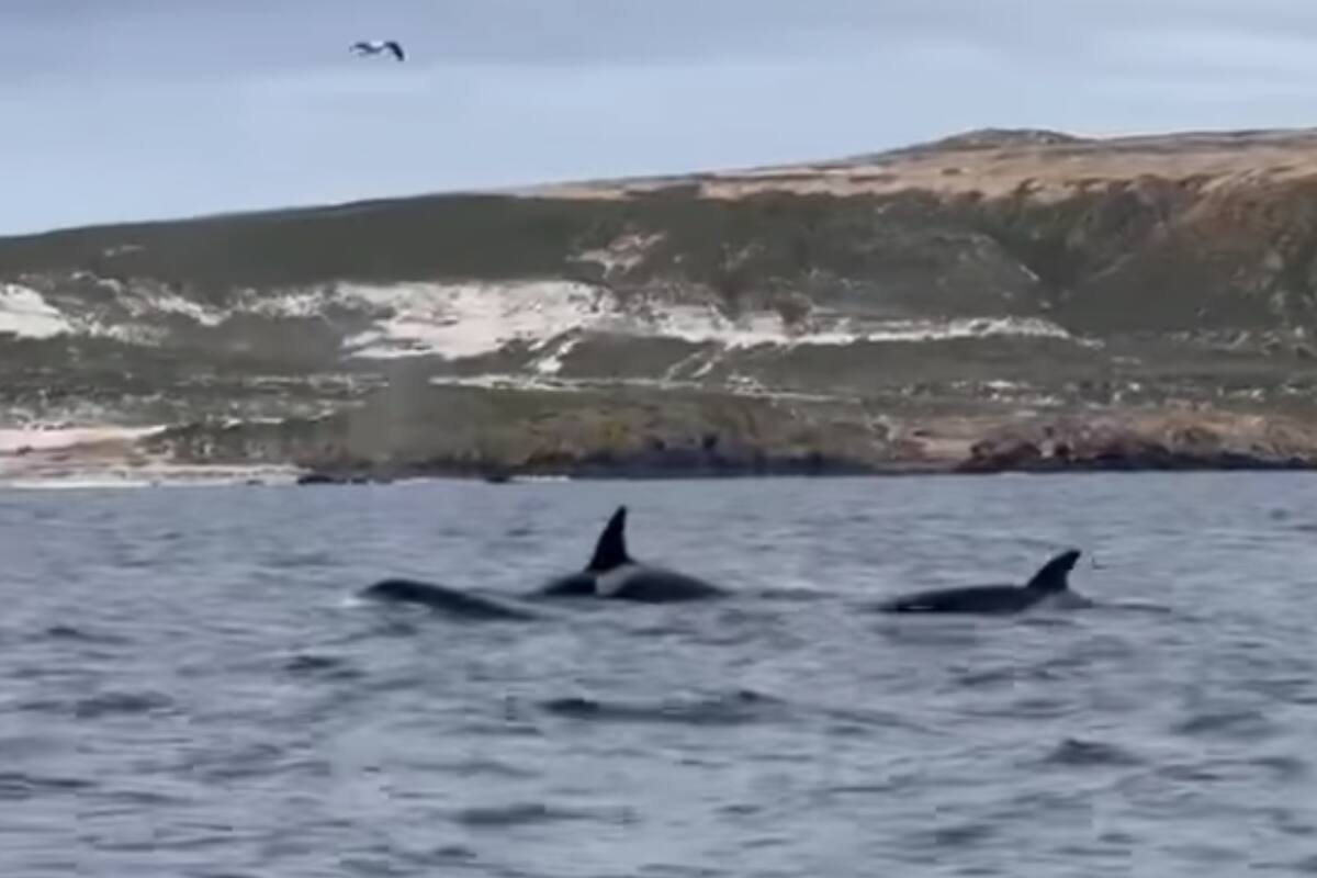Increíble avistamiento: Orcas hacen una rara aparición en las Islas del Canal de California