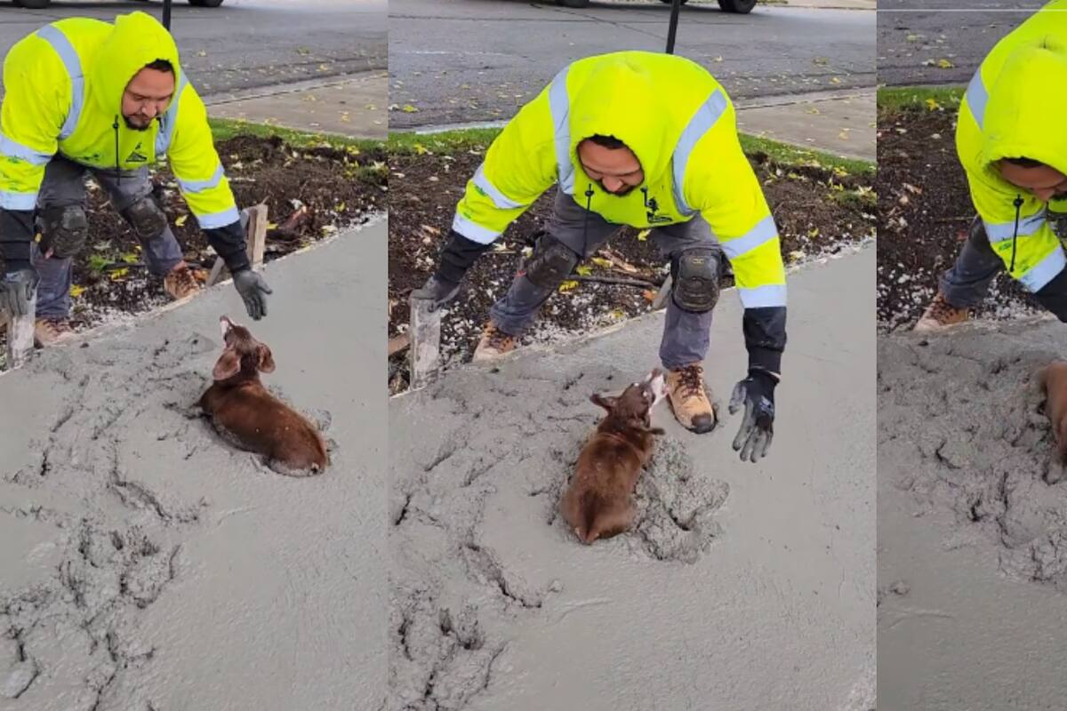 Perrito juega en cemento fresco y arruina obra de construcción