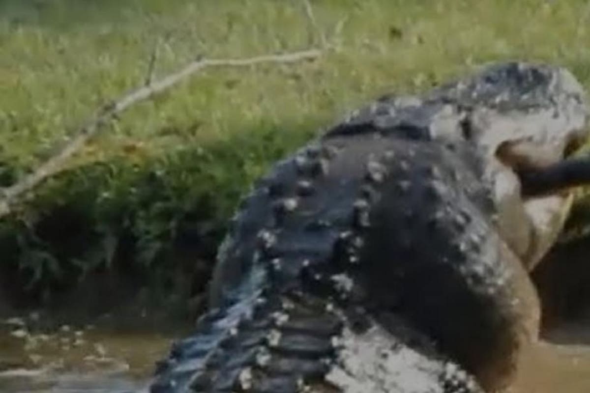 VIDEO VIRAL: Enorme caimán devora a un cocodrilo más pequeño