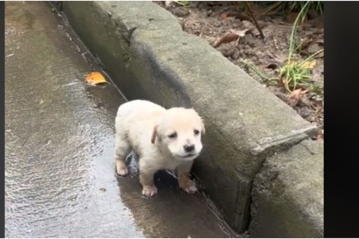 Conmoción viral por video de perrito perdido bajo la lluvia: ¿indiferencia o solidaridad?