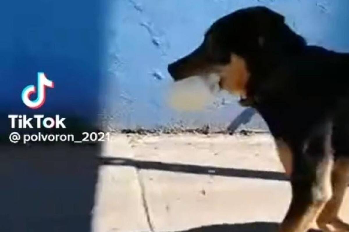 VIDEO VIRAL: Perrito le roba bolsa de queso a una señora y huye