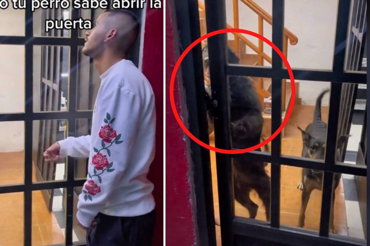 VIDEO VIRAL: Perrita le abre la puerta a su dueño que se le olvidaron las llaves
