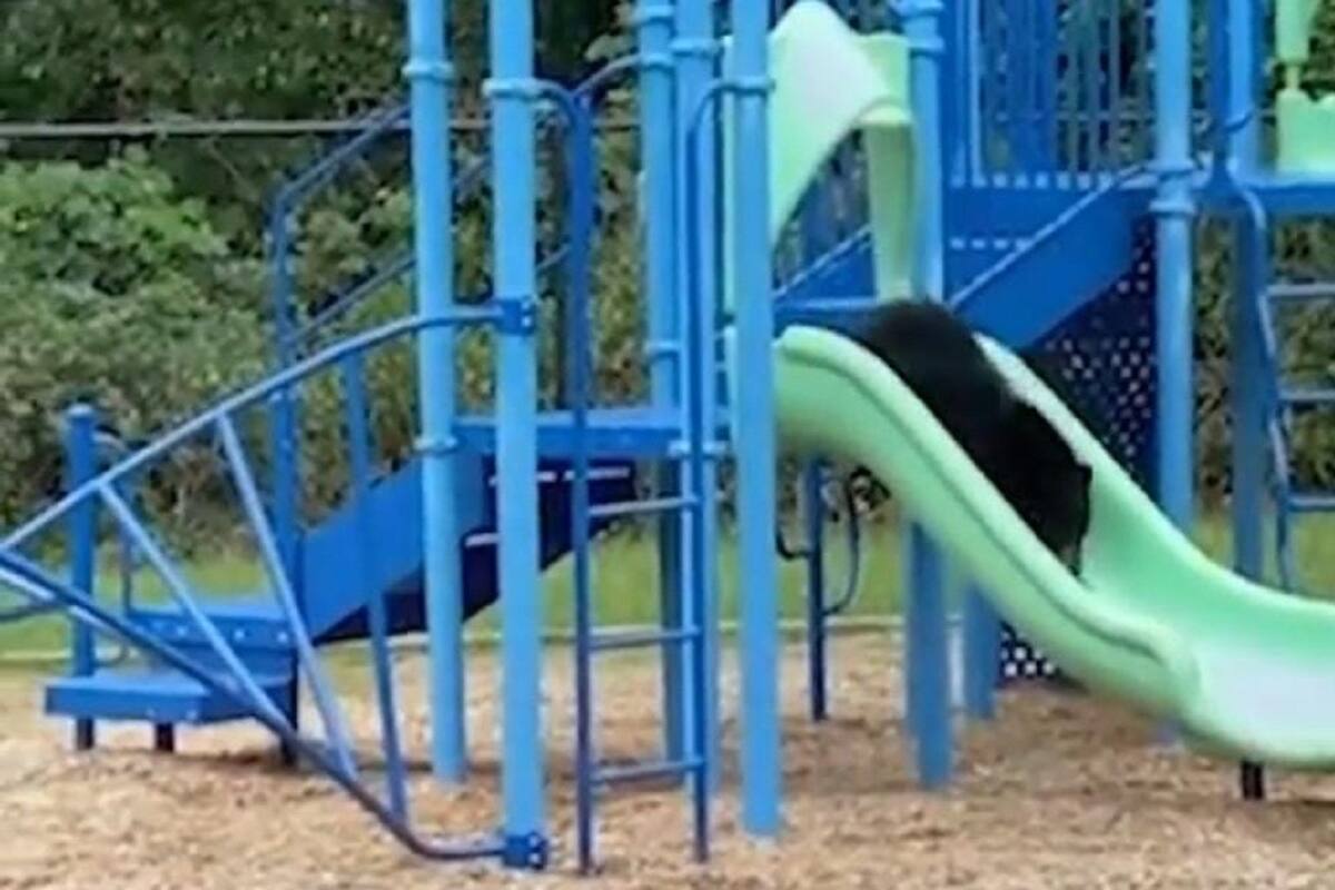 Osos causan la ternura de los internautas al jugar en la resbaladilla de un parque
