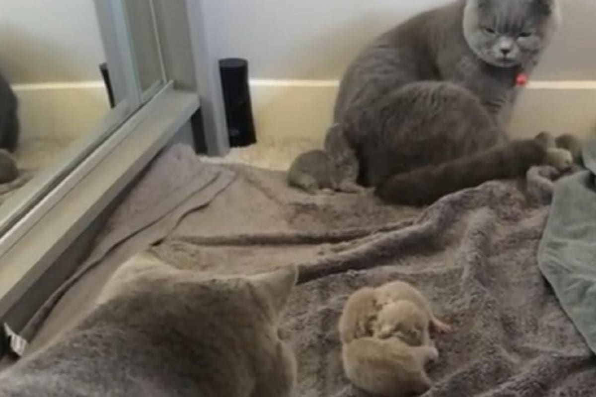 VIDEO VIRAL: Así reaccionó este gatito al ver a sus crías por primera vez