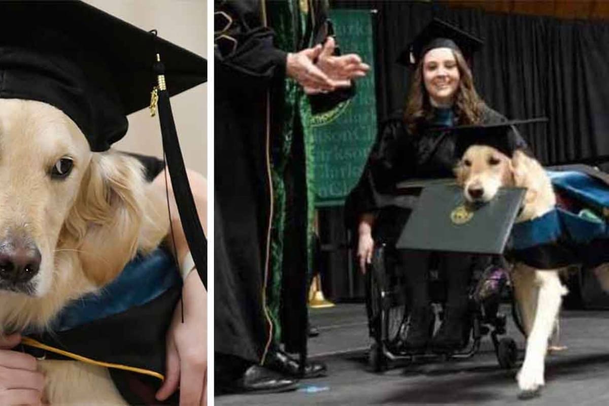 Tierno perrito se "gradúa" de la maestría junto con su dueña: VIDEO