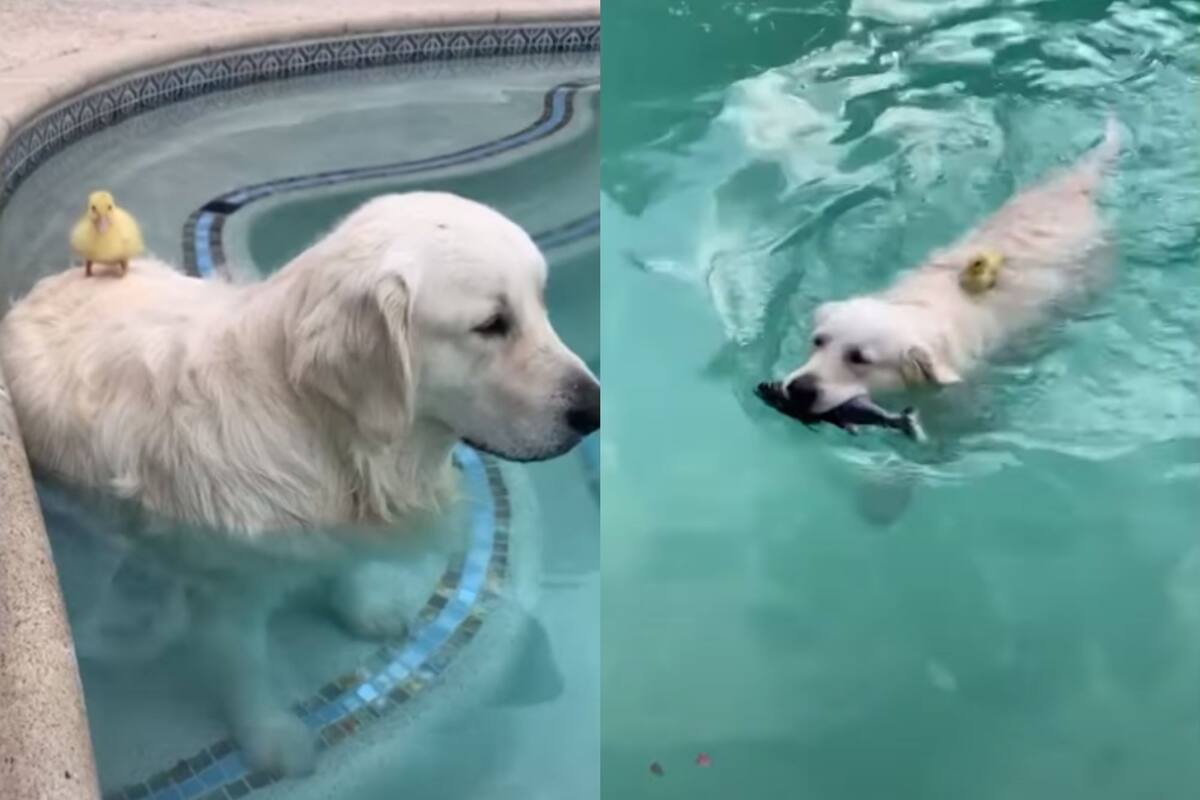 Perrito se hace mejor amigo de un patito
