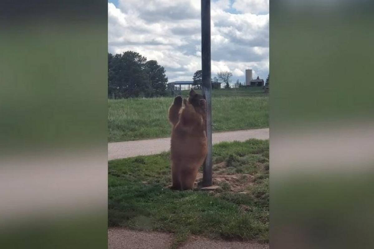 Oso se vuelve viral en redes sociales luego de sacar sus mejores pasos de baile