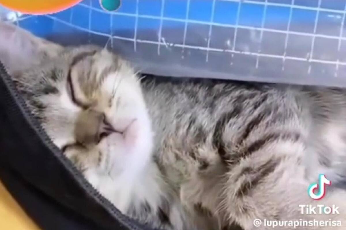 TikTok: Joven no revisa su mochila y se lleva a su gato a la escuela