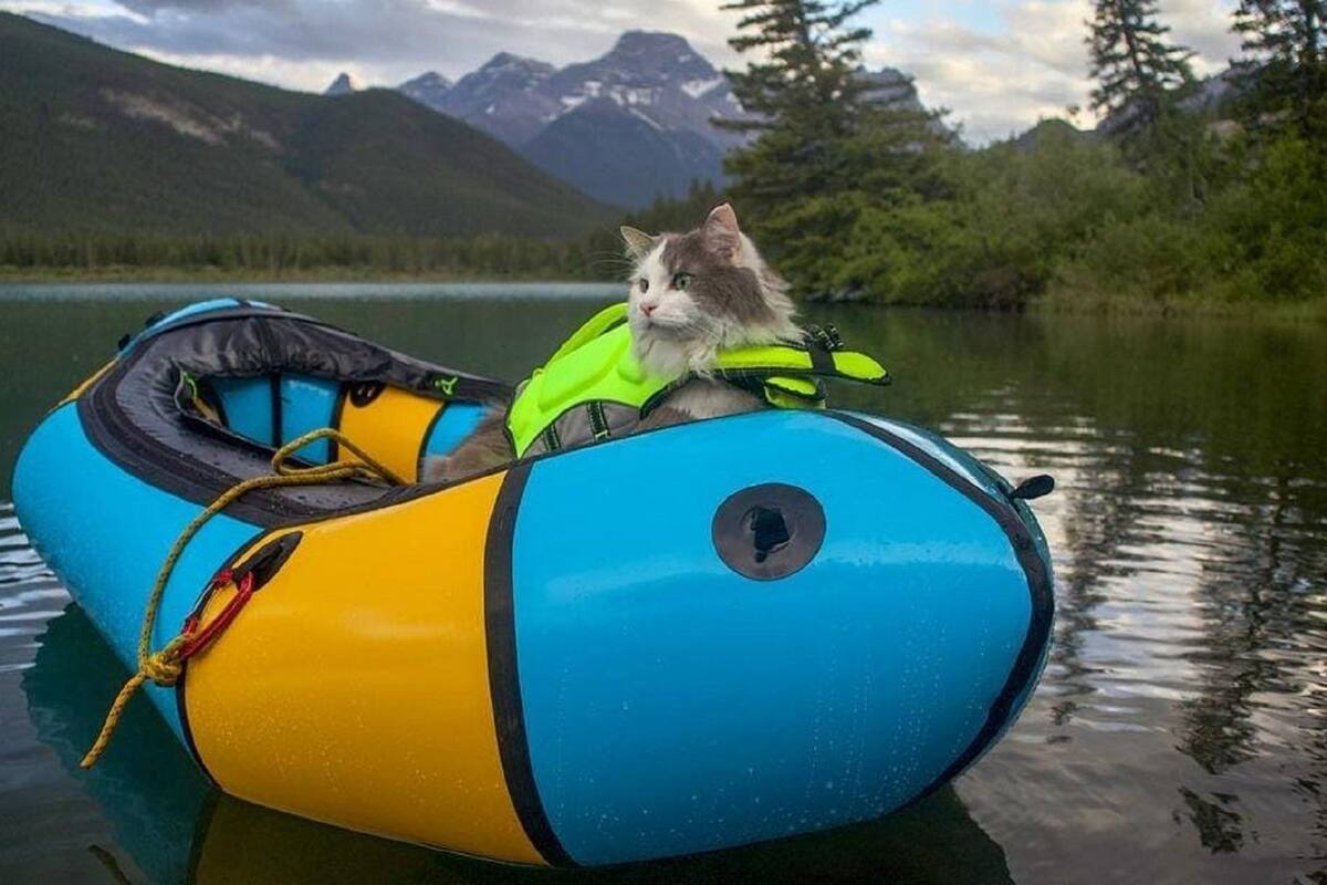 VIDEO VIRAL: Gatito aventurero acompaña a su dueño a todos sus destinos