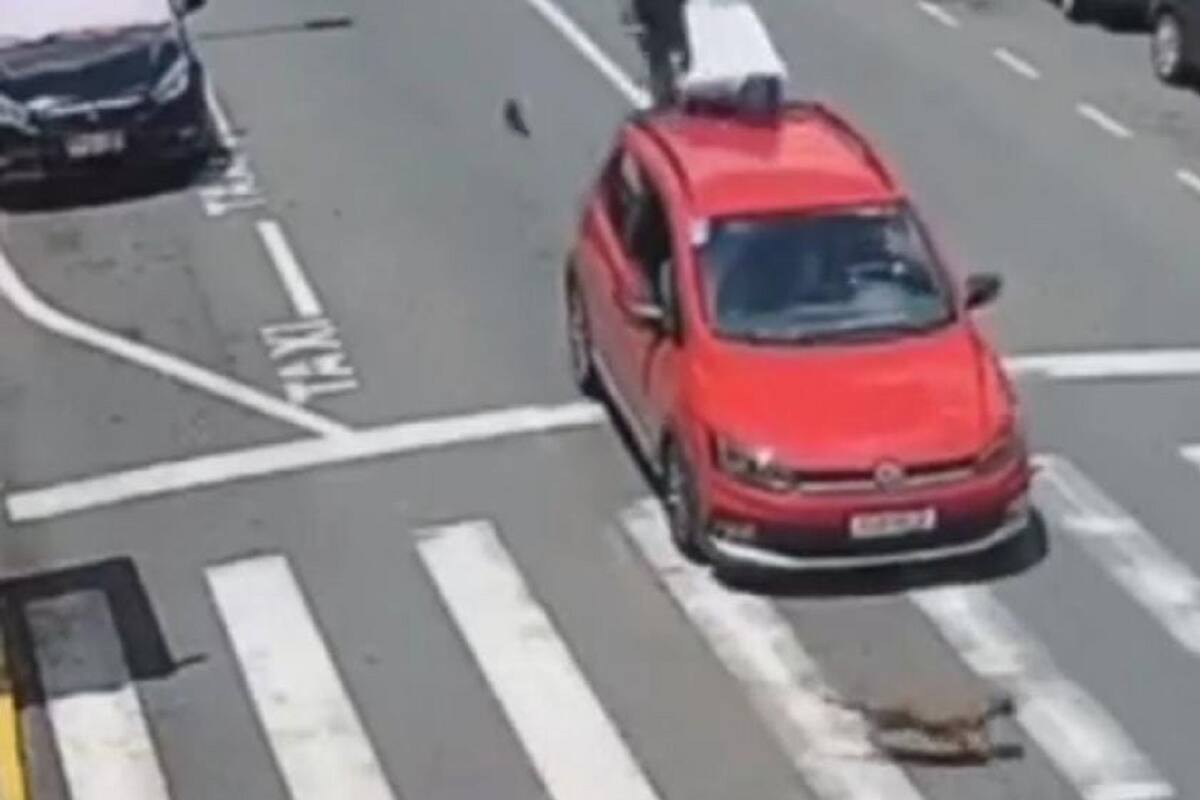 TikTok: Conductor sufre choque por detrás luego de ceder el paso a perrito