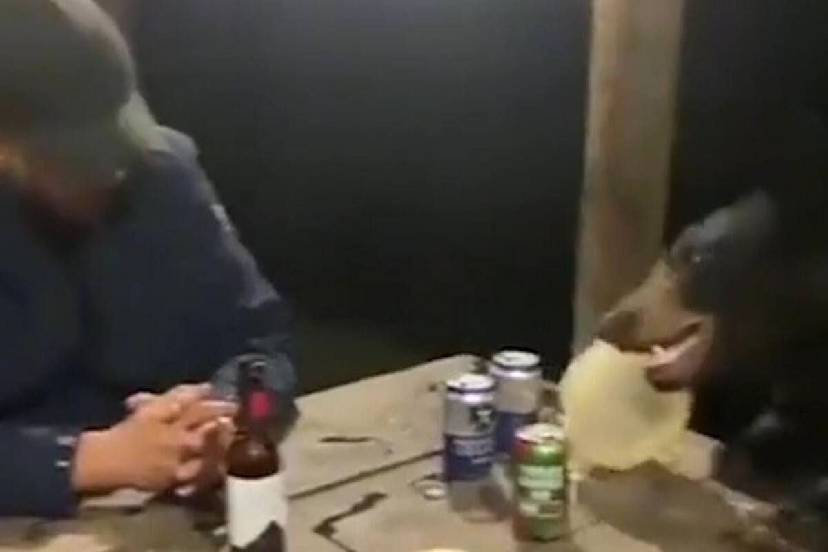 Oso sorprende a padre e hijo en una cabaña: “¿No quieres una cheve?”