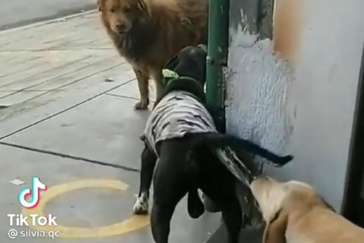VIDEO VIRAL: Perrito detiene a su amigo y evita una pelea