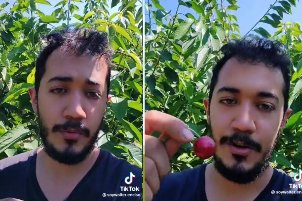Joven gana más recogiendo cerezas en Canadá que trabajando en una oficina en México