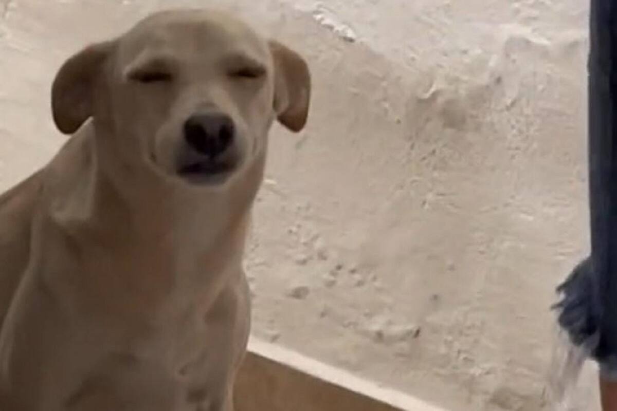 Perrita se vuelve viral por la cara que pone al ser regañada