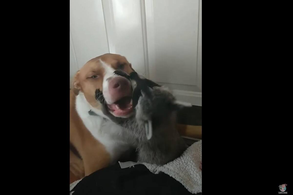 Mapache "abraza" a perro y se vuelve vira en redes sociales
