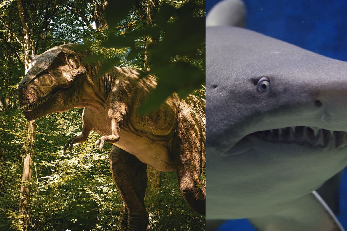 Un estudio revela que la extinción de los dinosaurios no eliminó a los tiburones