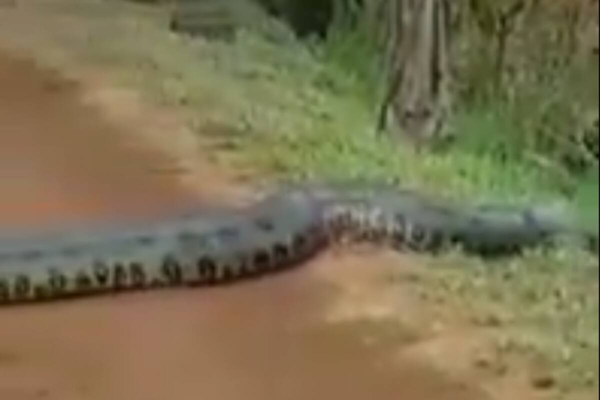 VIDEO: Estudiantes captan a una terrorífica anaconda de más de 6 metros cruzando la calle