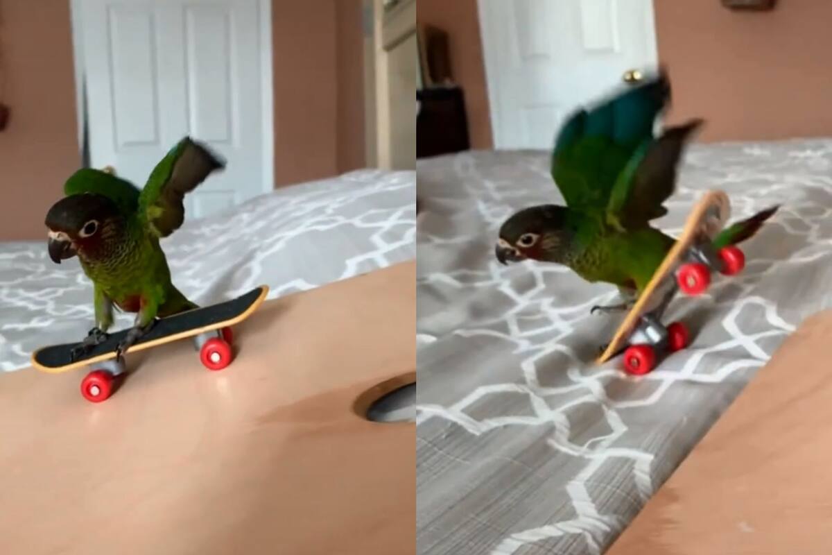 VIDEO: Periquito se divierte andando en patineta