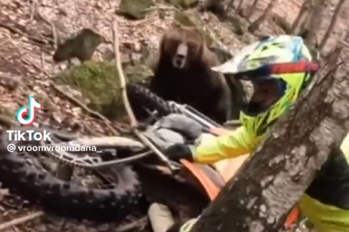 TikTok: Sujeto se salva del ataque de un oso por el ruido de una moto