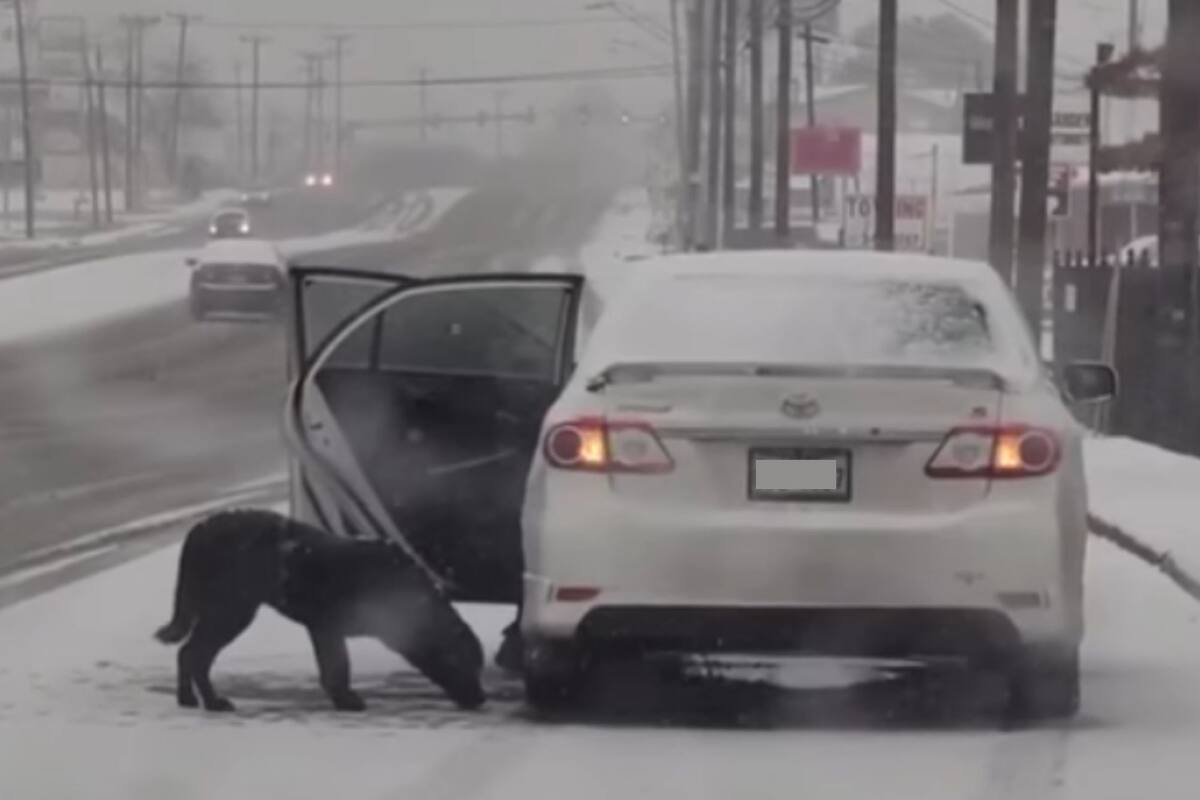 VIDEO: Atrae a perro con tortillas para salvarlo del frío