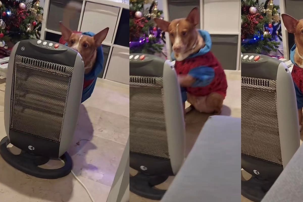 Perrito se viraliza al exigirle tiernamente a su dueña prenderle el calefactor