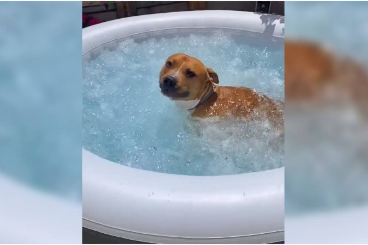 VIRAL: Tierno perrito disfruta de un día de Jacuzzi