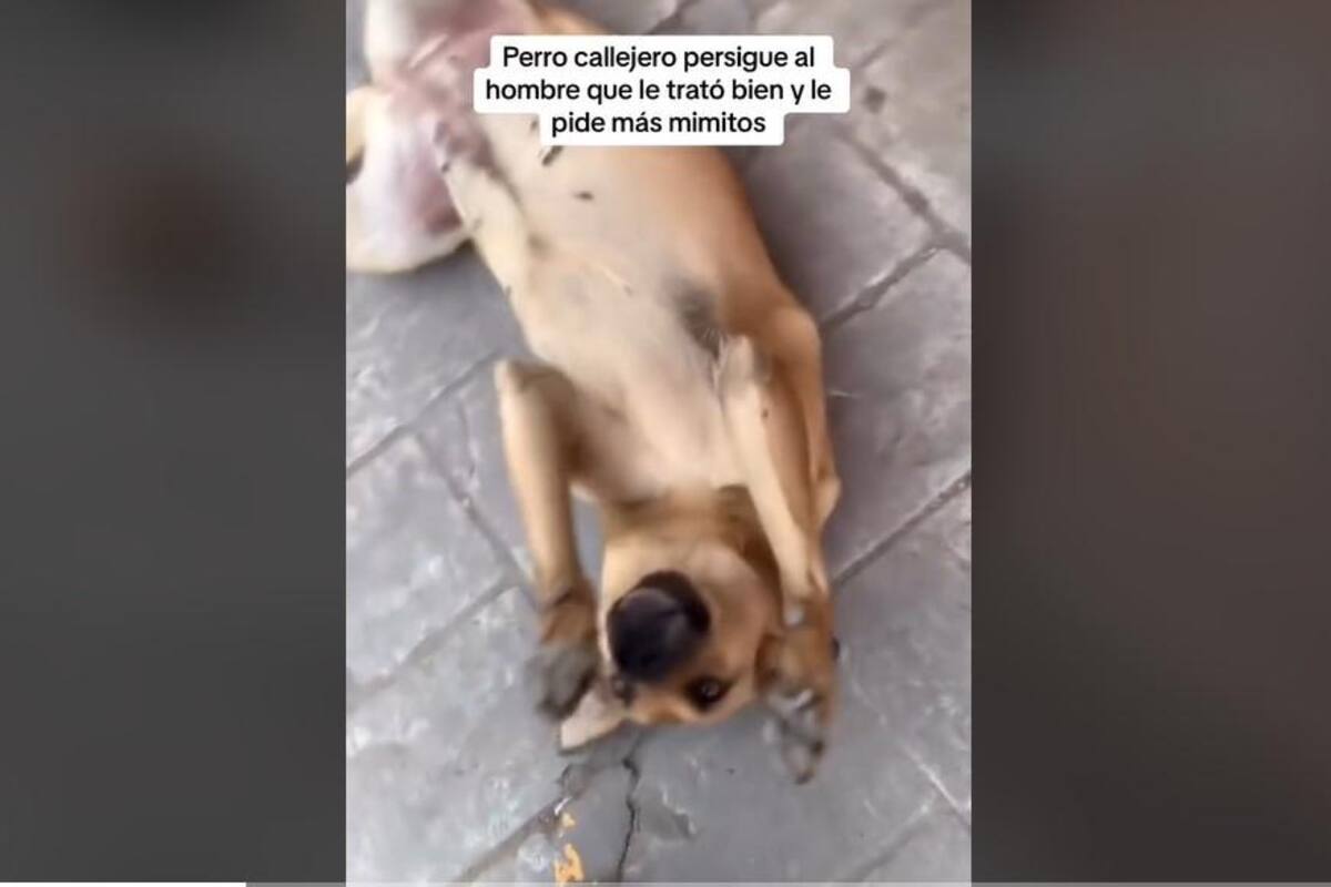 VIDEO: Perrito callejero persigue a persona para que lo acaricie