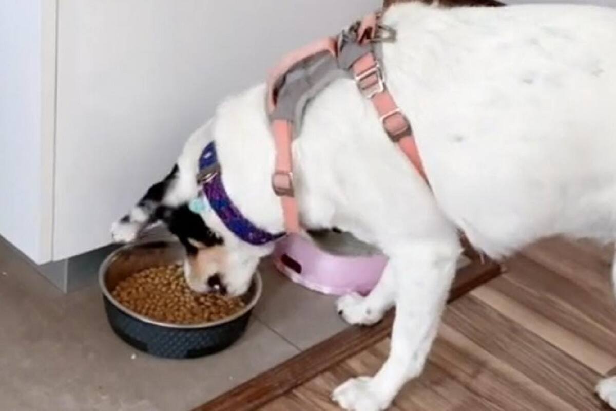 Perrita hace como si se estuviera comiendo sus croquetas para que la saquen a pasear