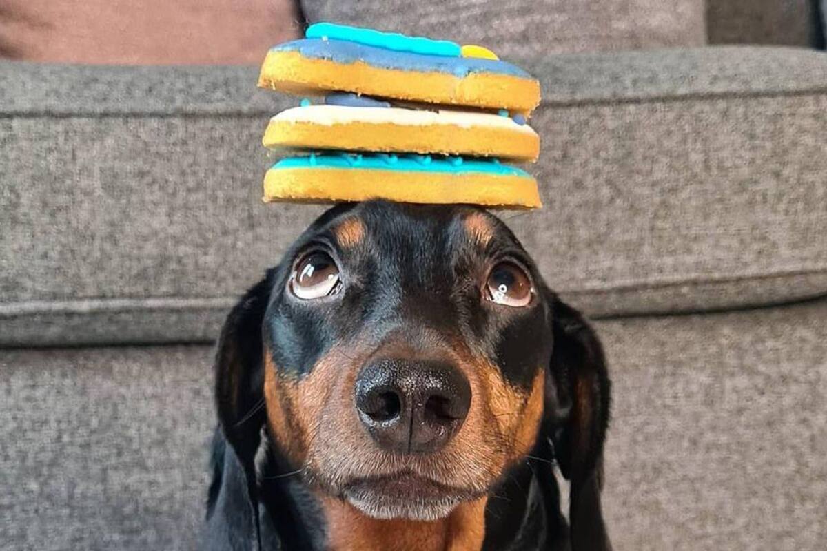 Perrito se viraliza al mostrar su agilidad sosteniendo objetos en su cabeza