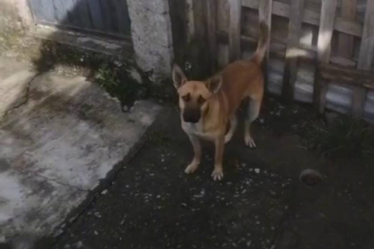 Perrito causa sensación en TikTok al sacar sus mejores pasos de baile